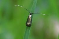 Adela reaumurella