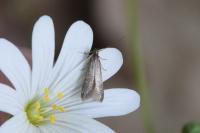 Coleophora lutarea