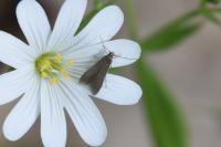 Coleophora lutarea