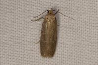 Platyedra subcinerea