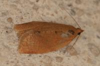 Clepsis consimilana
