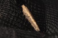Scrobipalpa ocellatella