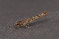 Pyroderces argyrogrammos