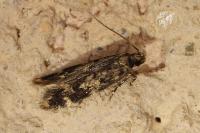 Apatema mediopallidum