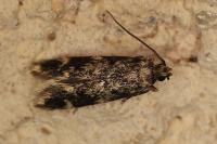 Apatema mediopallidum