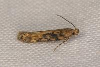 Scrobipalpa