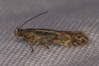 Scrobipalpa