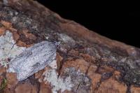 Acleris roscidana