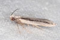 Mirificarma interrupta