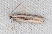 Mirificarma interrupta