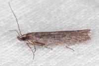 Neofaculta ericetella