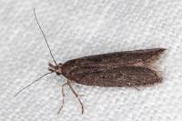 Neofaculta ericetella
