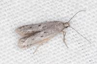 Oxypteryx helotella