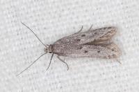 Oxypteryx helotella