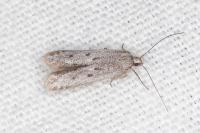 Oxypteryx helotella