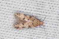 Pseudotelphusa occidentella