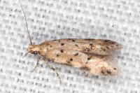 Pseudotelphusa occidentella