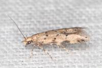 Pseudotelphusa occidentella