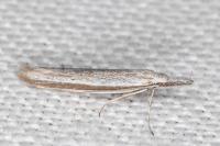 Pleurota ericella