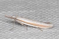 Pleurota ericella