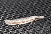 Pleurota ericella