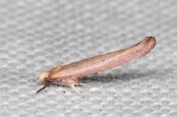 Zelleria hepariella