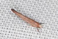 Zelleria hepariella