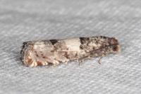 Epiblema sarmatana