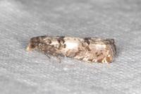 Epiblema sarmatana