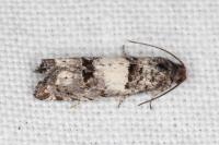 Epiblema sarmatana