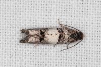 Epiblema sarmatana