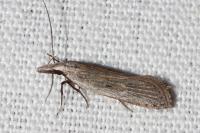 Dichomeris limbipunctella