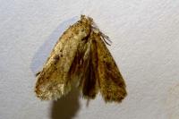 Agonopterix arenella