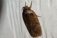 Agonopterix ciliella/heracliana