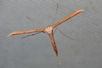 Emmelina monodactyla