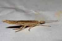 Ypsolopha mucronella