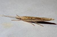 Ypsolopha mucronella