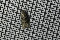 Cnephasia