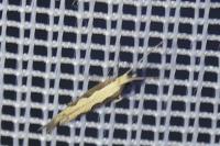 Plutella xylostella