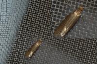 Nematopogon adansoniella