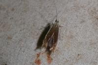 Coleophora albella