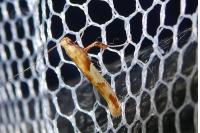 Caloptilia