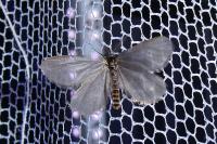 Rebelia plumella surientella