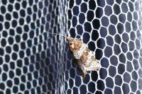 Argyrotaenia ljungiana