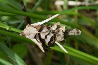 Canephora hirsuta
