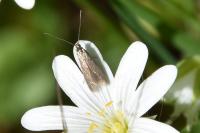 Coleophora lutarea