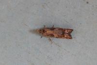 Acroclita subsequana
