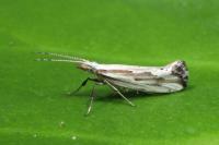 Plutella porrectella
