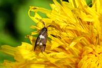 Incurvaria masculella