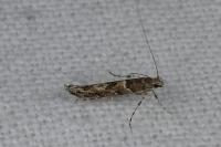 Acrocercops brongniardella